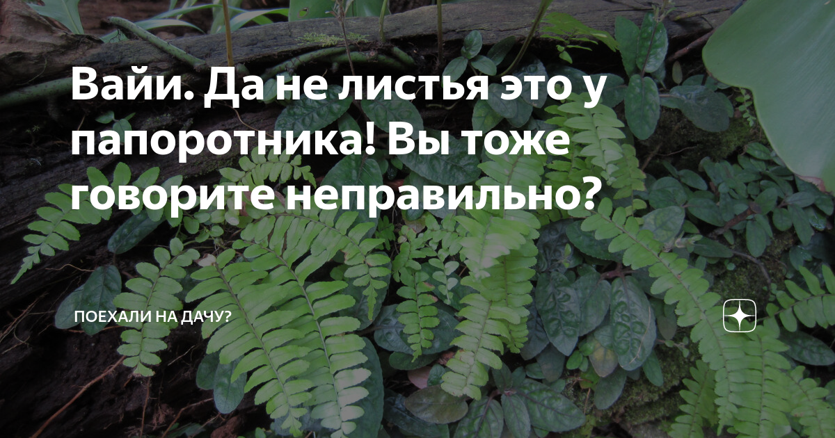 Вайи. Да не листья это у папоротника! Вы тоже говорите неправильно ...