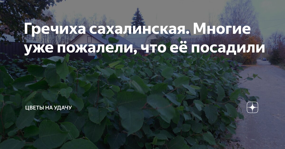 Гречиха сахалинская. Многие уже пожалели, что её посадили | Цветы на удачу | Дзен