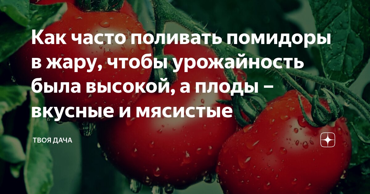 Как часто поливать помидоры в жаркую погоду