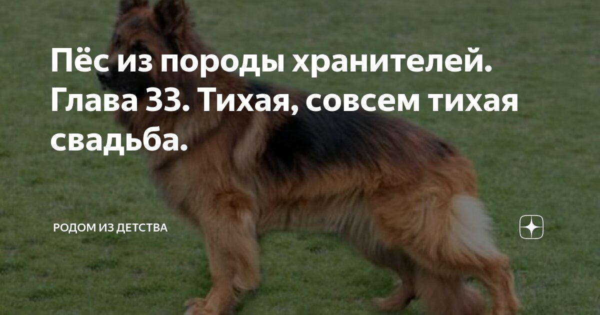 Пёс из породы хранителей. Глава 33. Тихая, совсем тихая свадьба ...