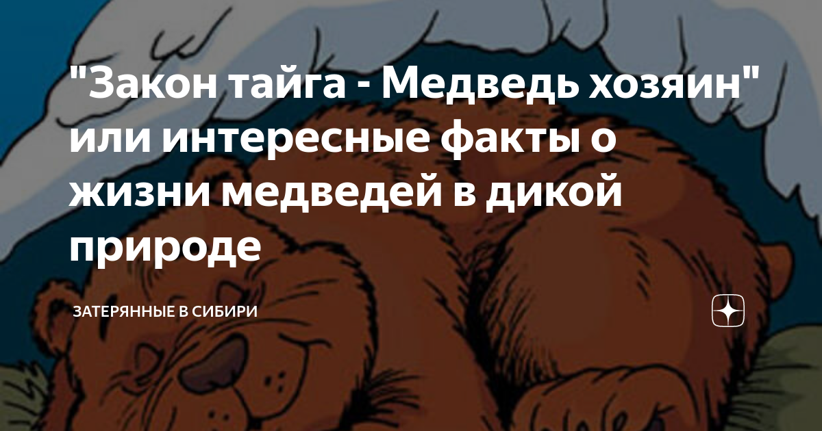 Закон тайги светлого мая привет. Тайга закон медведь хозяин. Тайга закон медведь хозяин фото. Сибирь Тайга медведь здесь главный.