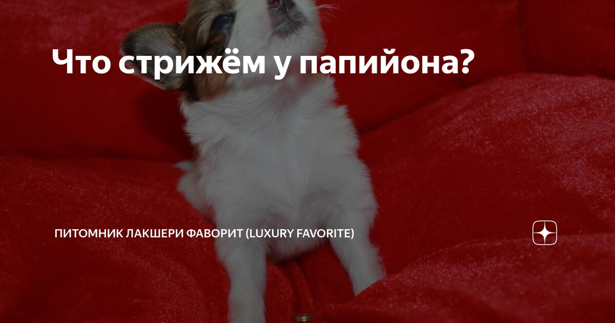 Русский той длинношерстный питомник. Русский той-терьер длинношерстный стандарт ркф. Русский той-терьер длинношерстный стандарт ркф. Русский той длинношерстный питомник. Питомник favorite.