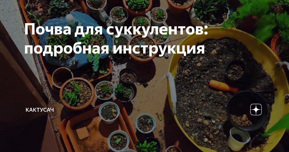 Почва для суккулентов: подробная инструкция | Кактусач | Дзен