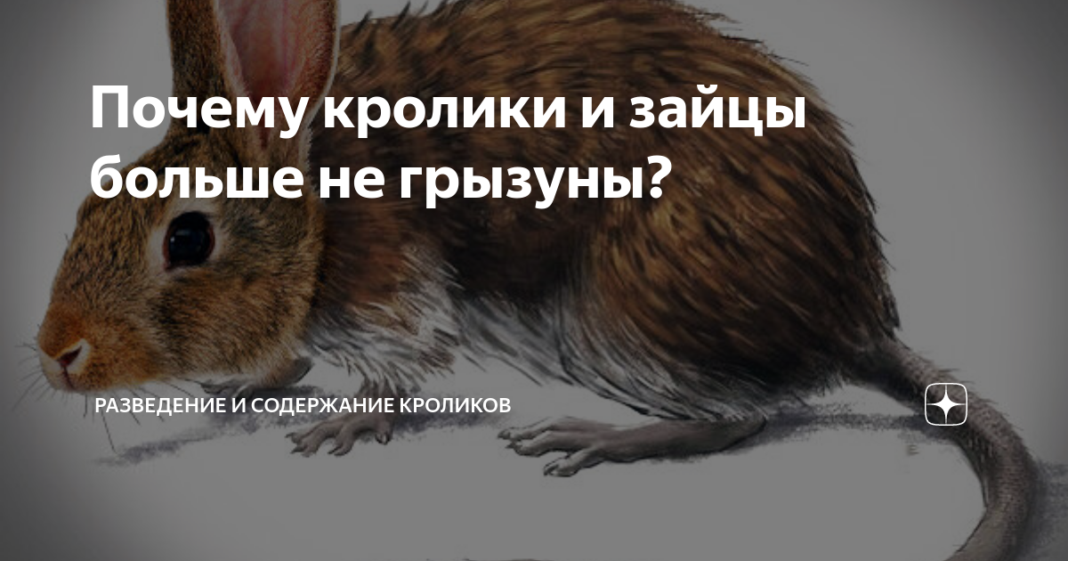 Заяц относится к грызунам или нет. Заяц относится к грызунам или нет