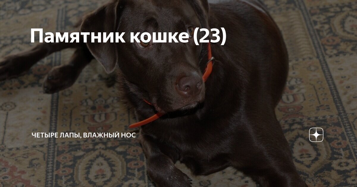 Мокрый нос логотип. Теплота туть. Мокрый нос франшиза. Четыре лапы влажный нос. Канал четыре лапы влажный нос.