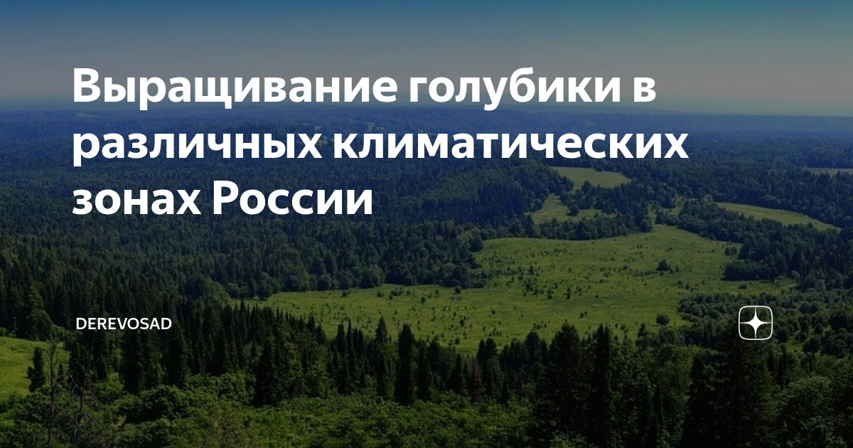 Выращивание голубики в различных климатических зонах России