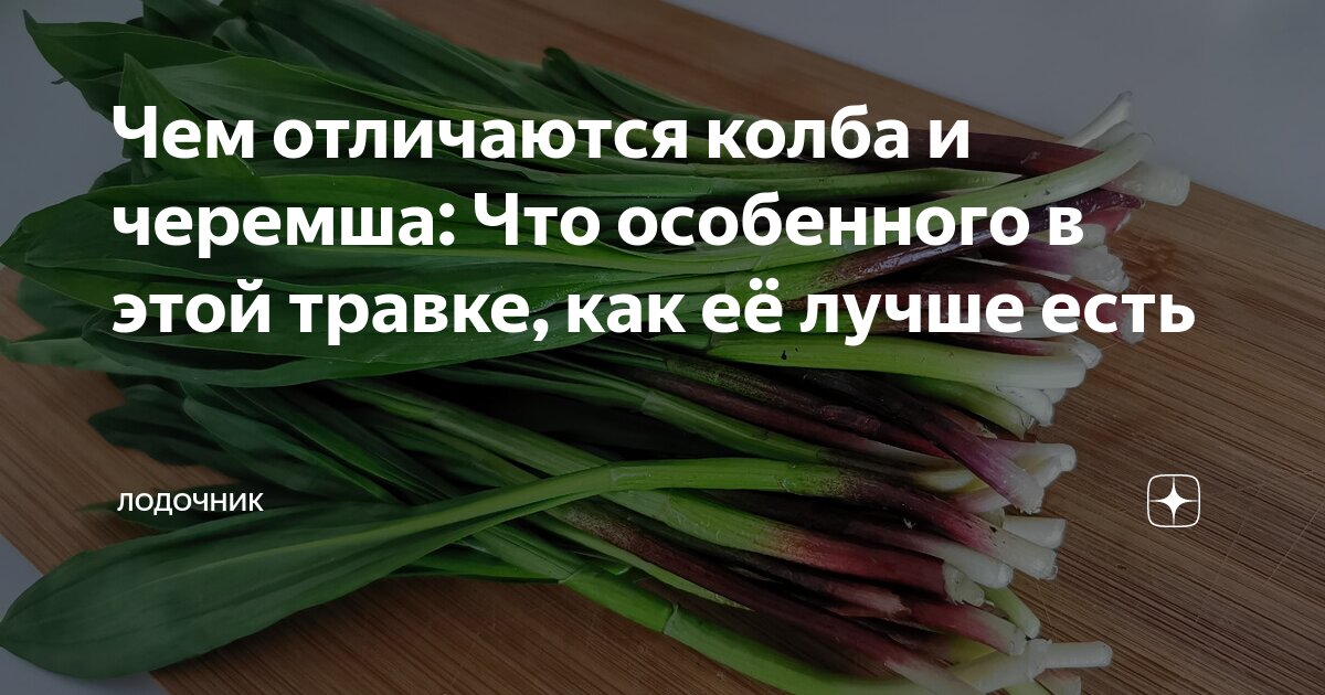 Как отличить черемшу. Колба или черемша. Колба черемша. Черемша колба отличие. Колба Алтайская черемша.