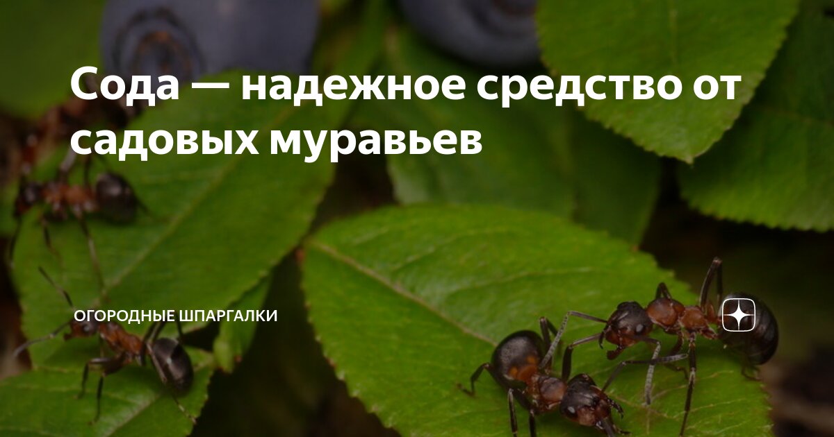 Сода — надежное средство от садовых муравьев | Огородные шпаргалки | Дзен