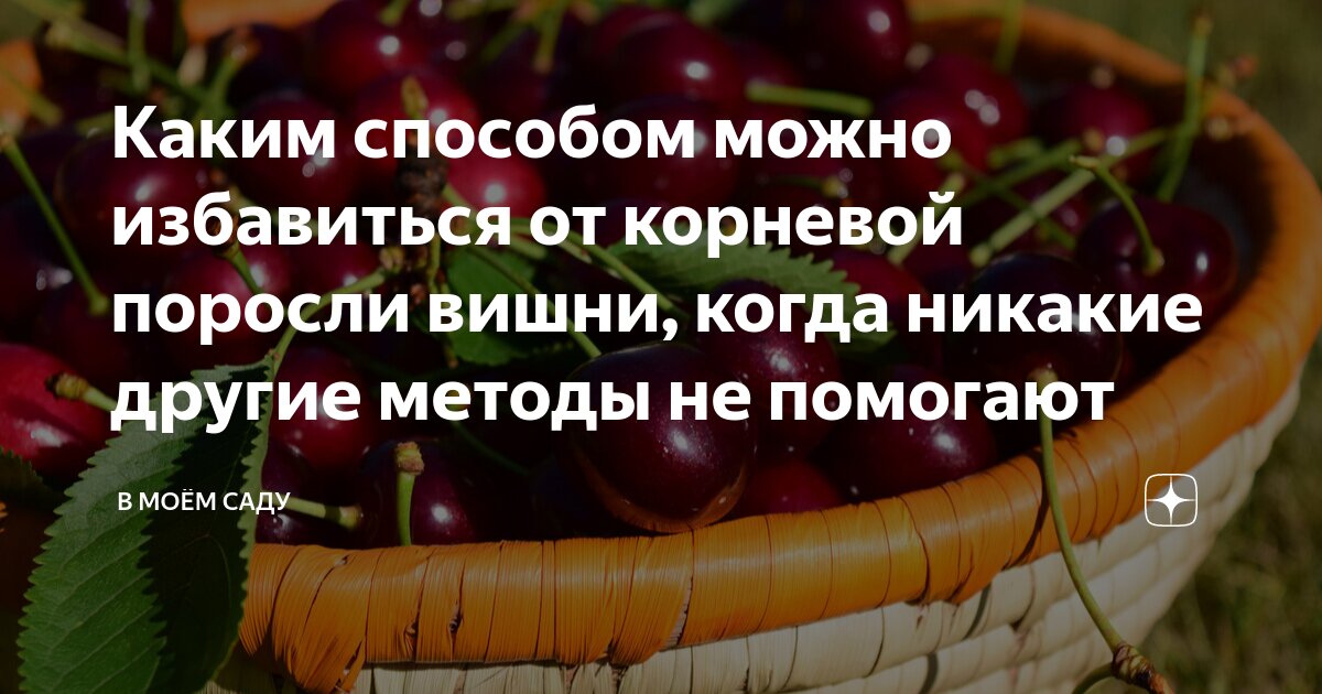 Как избавиться от поросли вишни на участке