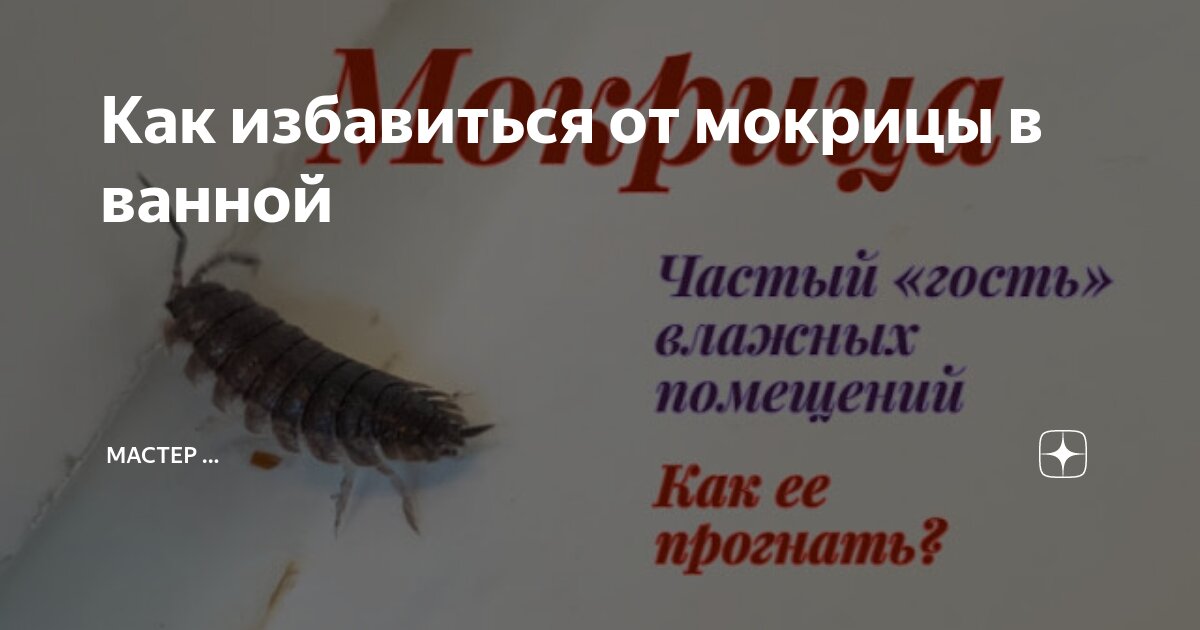 Мокрицы — Википедия