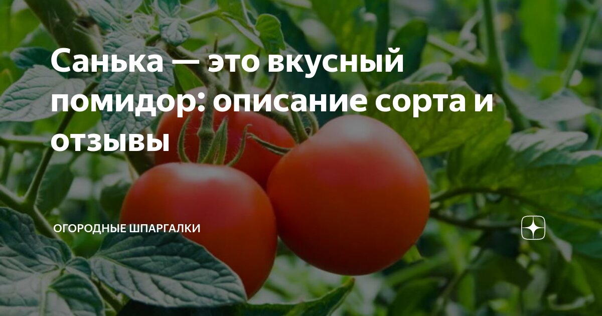 Ультраранний томат Санька: особенности неприхотливого сорта + советы по выращиванию