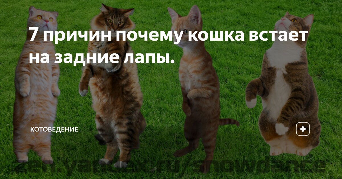 Что делать с котом, у которого отказали задние лапы. Полезный и печальный опыт | Пикабу