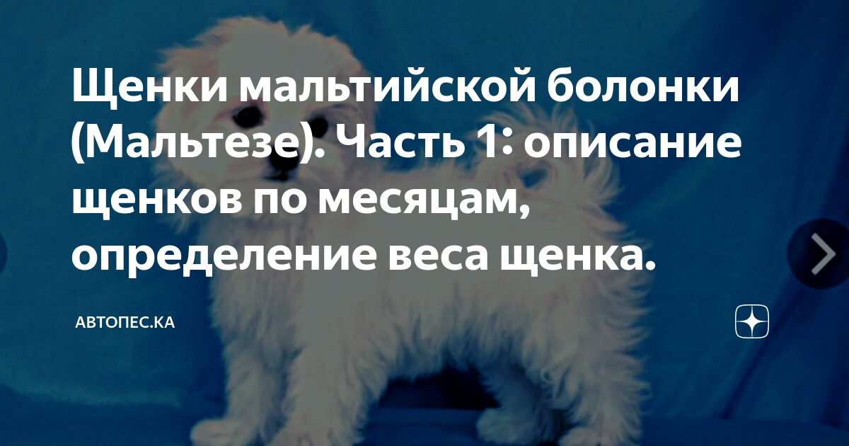 Щенки мальтийской болонки (мальтезе) - презентация онлайн