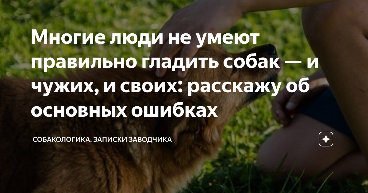Многие люди не умеют правильно гладить собак — и чужих, и своих ...