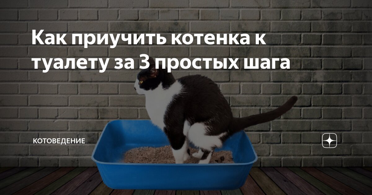 Как приучить котенка выходить на улицу в туалет