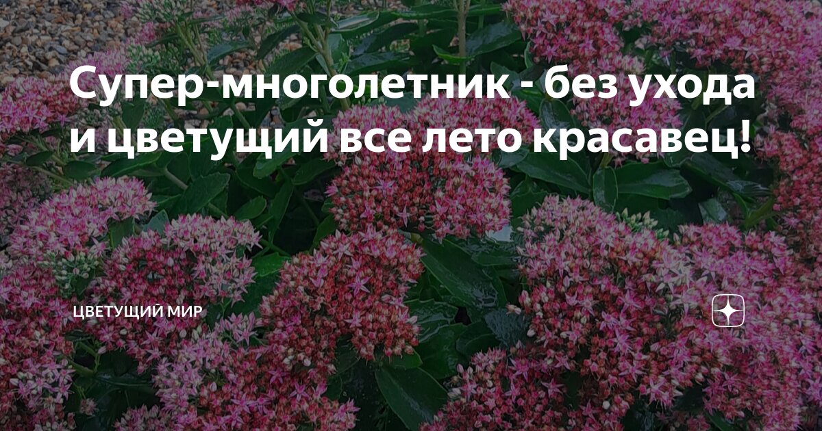Супер-многолетник - без ухода и цветущий все лето красавец! | Цветущий ...