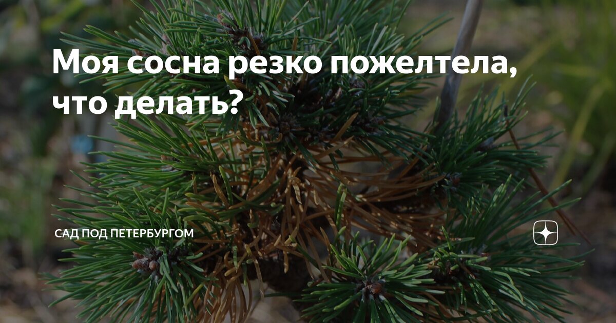 Моя сосна резко пожелтела, что делать? | Сад под Петербургом | Дзен