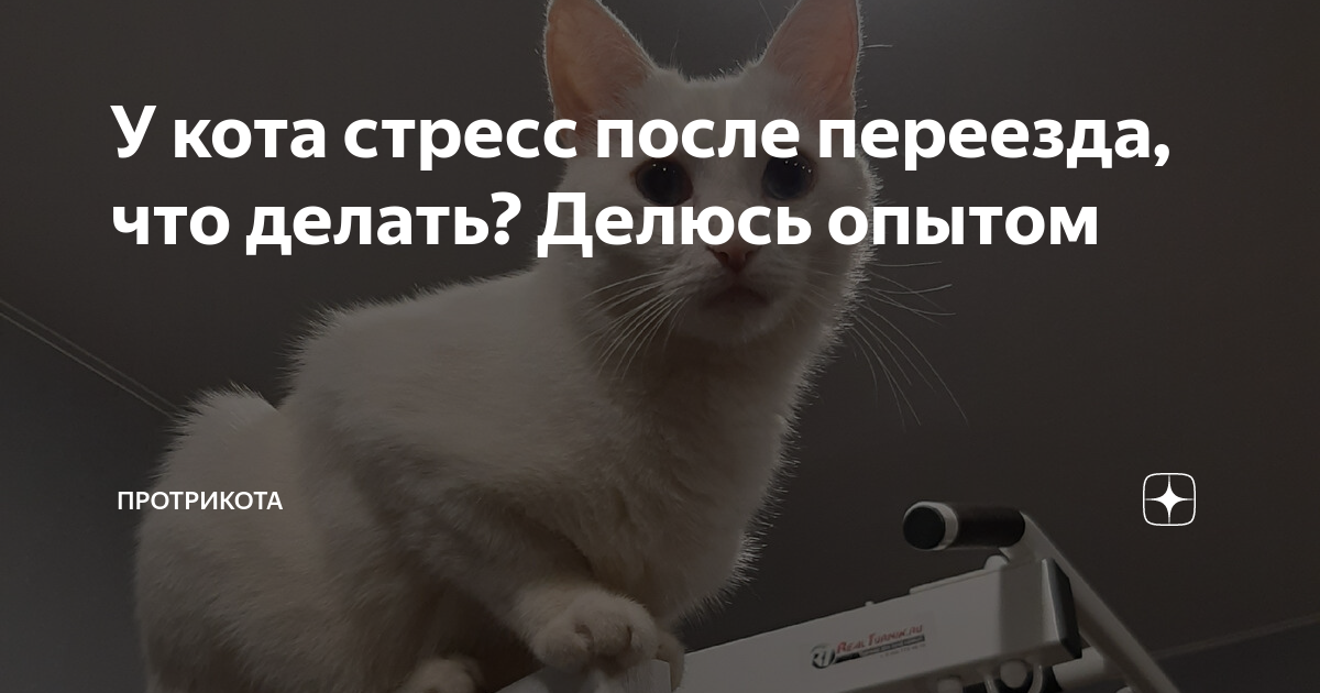 Коты с коробками. Кошка в коробке. Смешные котики в коробке. Котики и коробки. Кот после переезда.