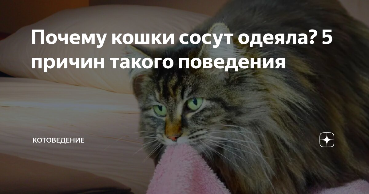 Котенок не сосет грудь. Что делать если котенок не может присосаться к груди кошки?