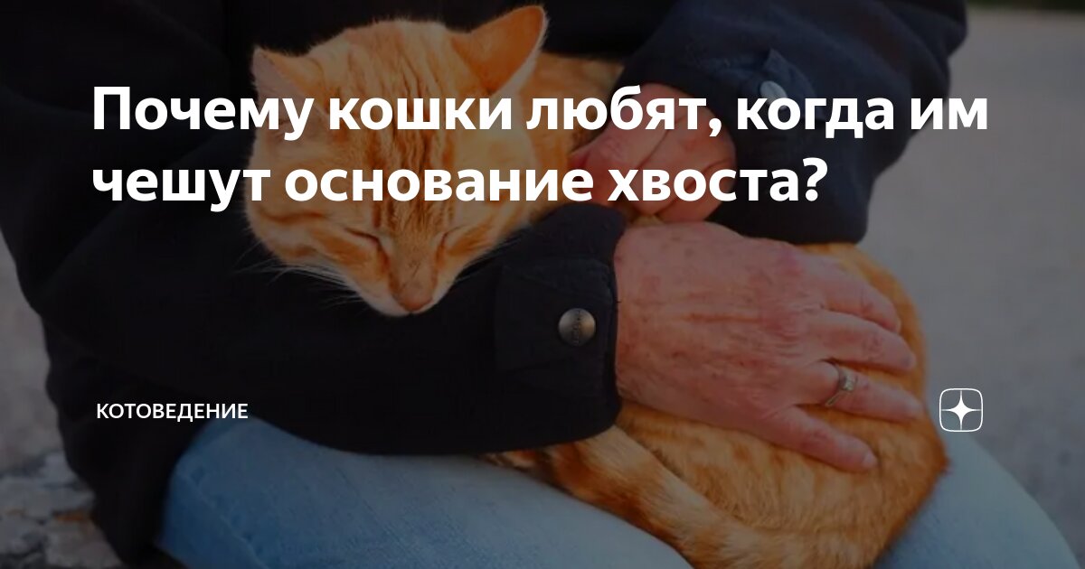 Почему сильно любят кошек. Разумные кошки. Почему сильно любят кошек. Женщина с кошкой. Что будет если кошка съест кошачью мяту.