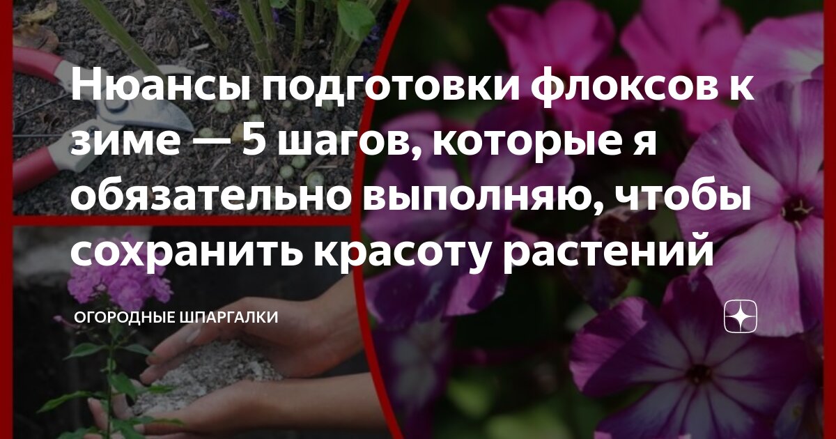 Как готовить флоксы к зиме. Как готовить флоксы к зиме