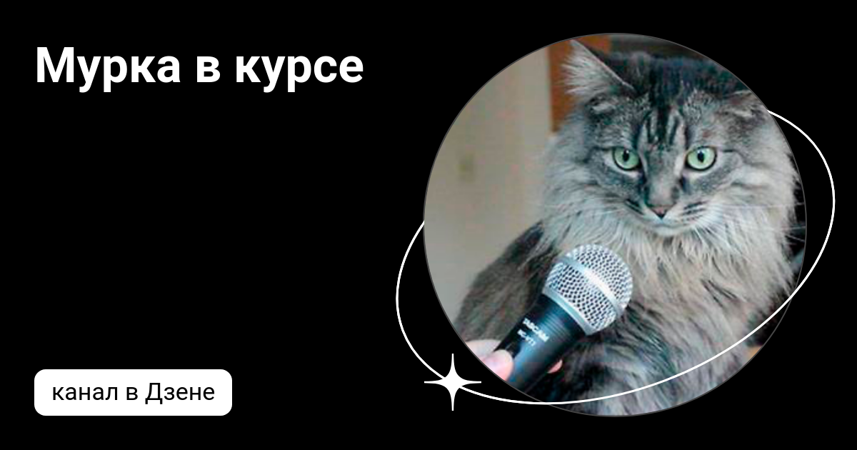 Мурка в курсе | Дзен