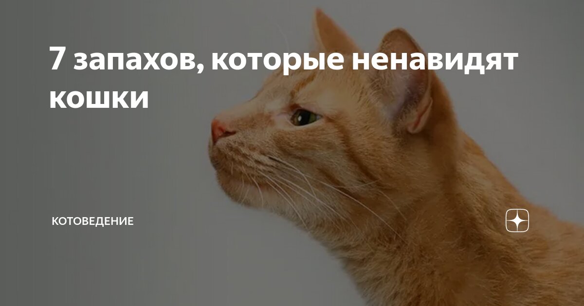 Почему кошка чихает?