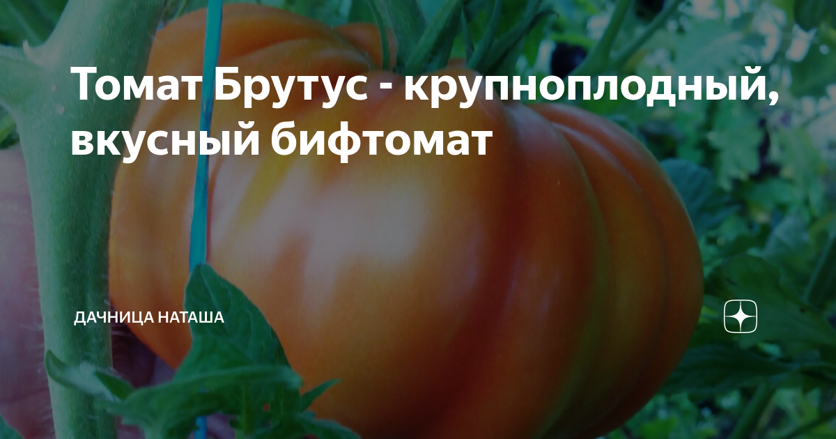 Томат Брутус - крупноплодный, вкусный бифтомат | дачница Наташа | Дзен