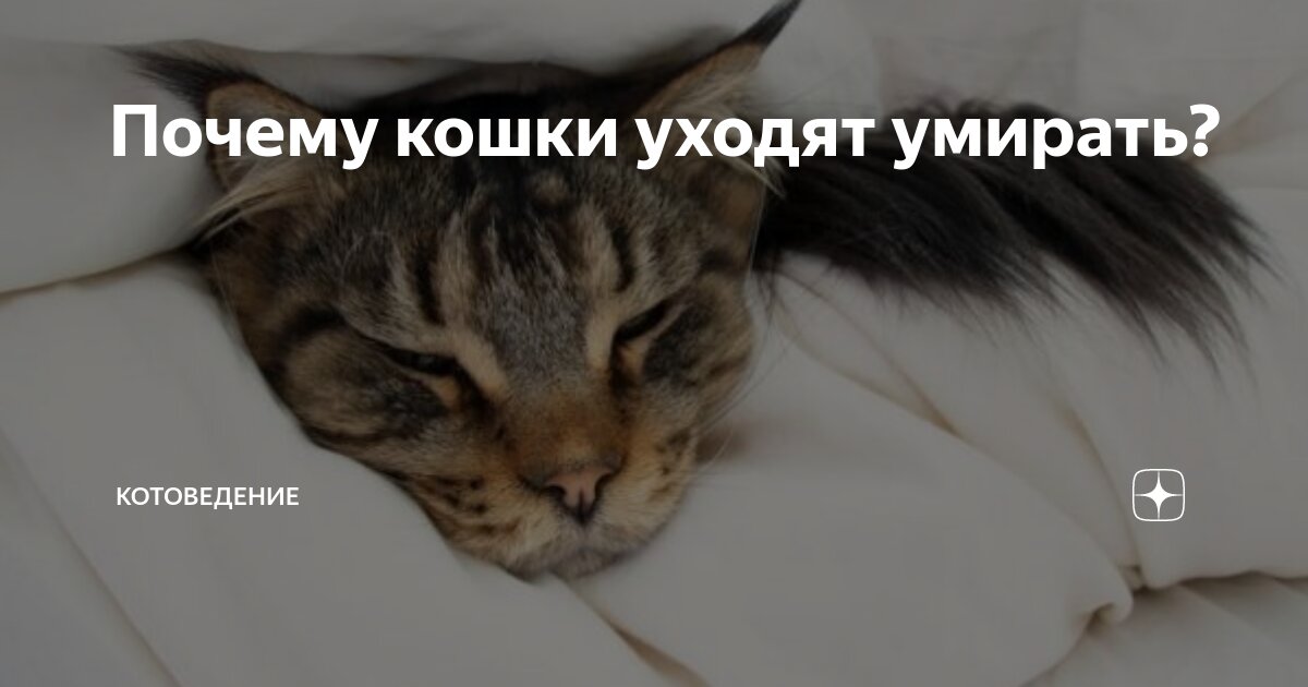 Почему кошки уходят когда умирают