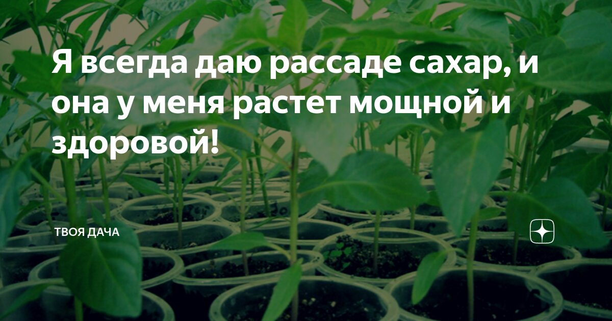 Я всегда даю рассаде сахар, и она у меня растет мощной и здоровой ...