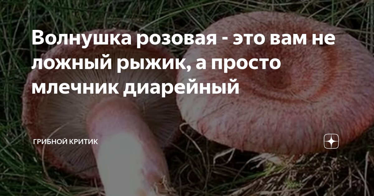 Рекомендации по безопасному сбору грибов