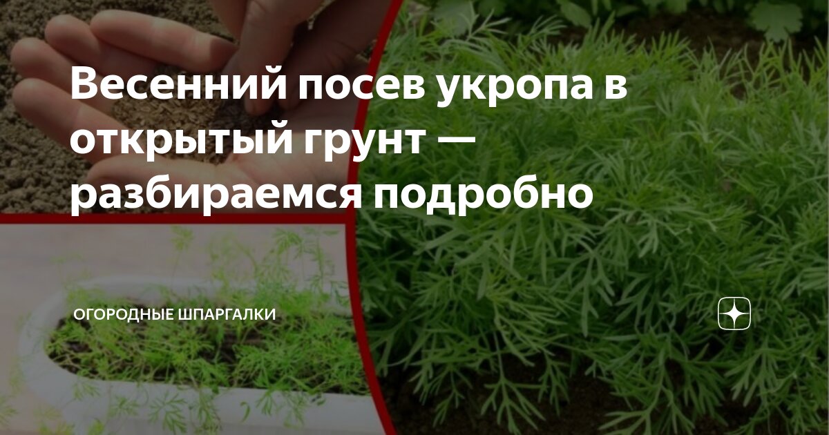 Весенний посев укропа в открытый грунт — разбираемся подробно ...