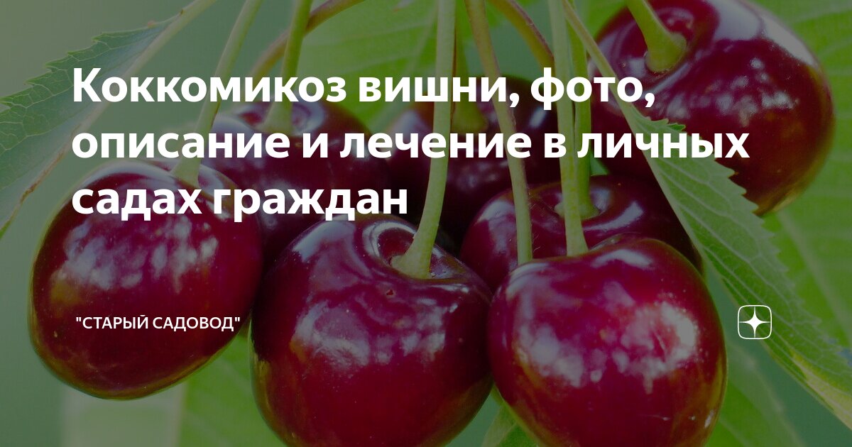 Коккомикоз вишни фото описание и лечение фото - Arhids.ru