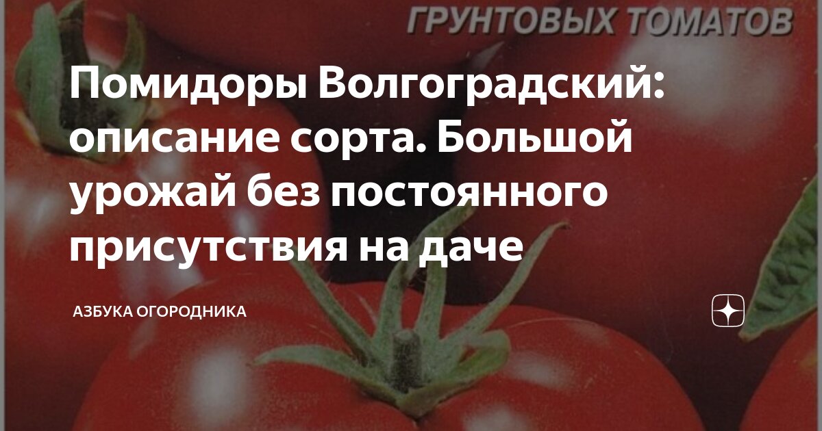 Помидоры волгоградские описание сорта фото Помидоры Волгоградский: описание сорта. Большой урожай без постоянного присутств