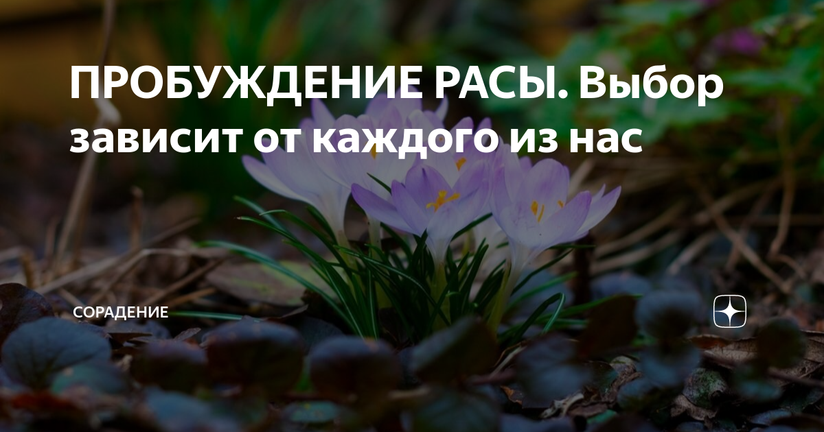 сильвари раса. небо это я. диадема галадриэль. расы элдер скролс. скайрим галадриэль.