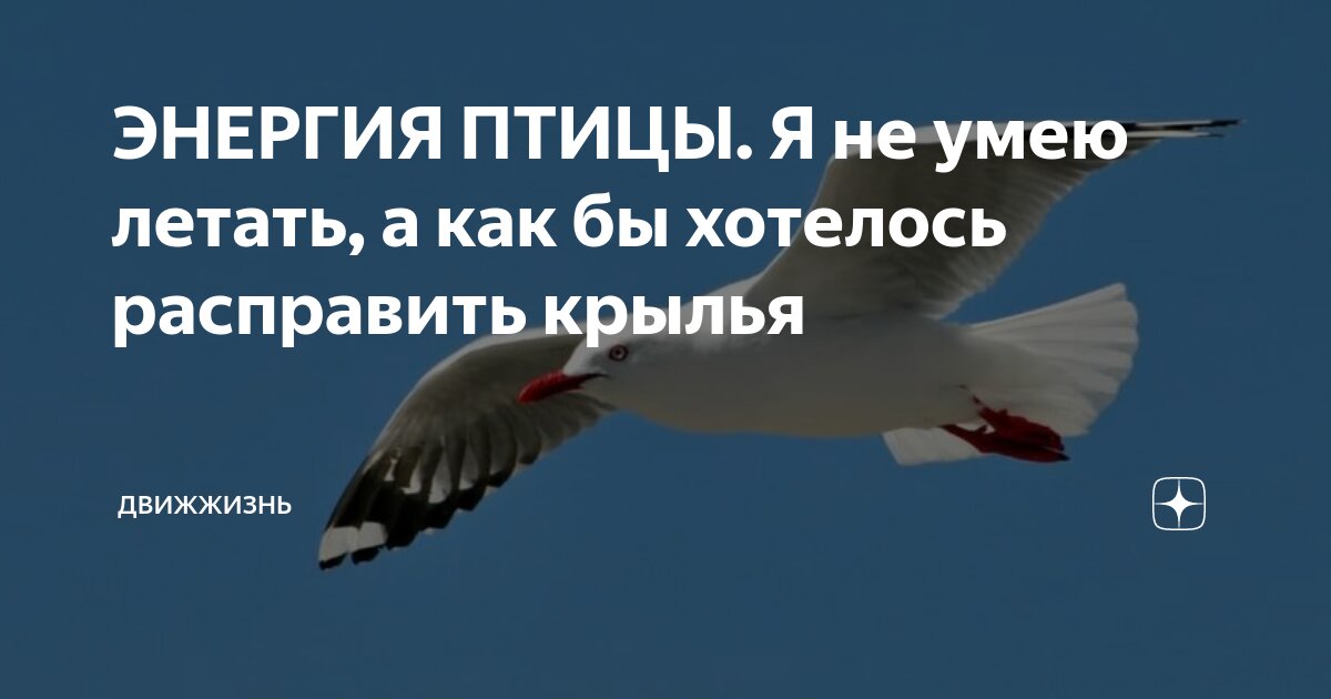 Птицы которые не умеют летать для детей. Девушка с крыльями птицы. Птицы не умеющие летать. Мемы про сокола. Парящая птица мем.