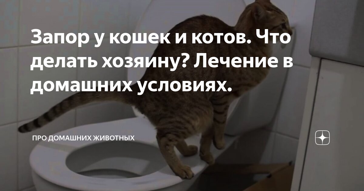 запор у кота лечение в домашних | Дзен