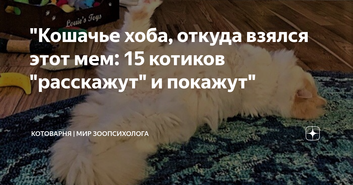 "Кошачье хоба, откуда взялся этот мем: 15 котиков "расскажут" и покажут ...