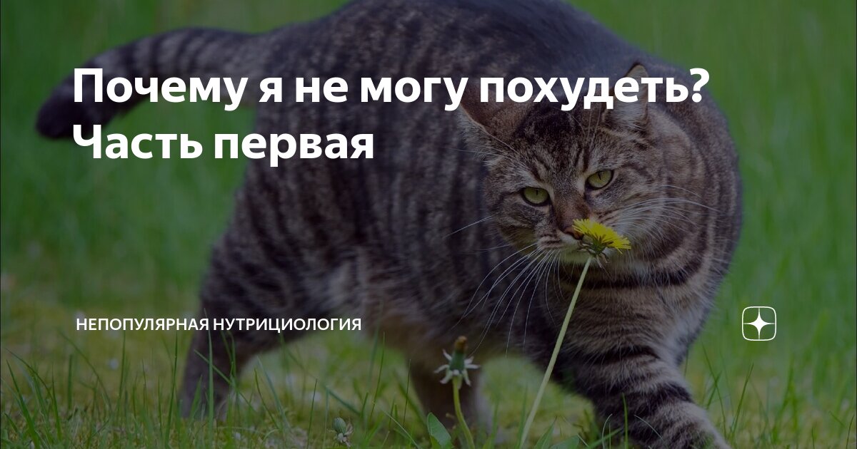 я не могу похудеть помогите
