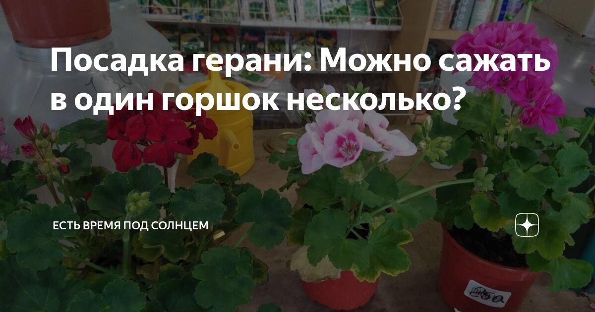 Посадка герани: Можно сажать в один горшок несколько? | Есть время под ...