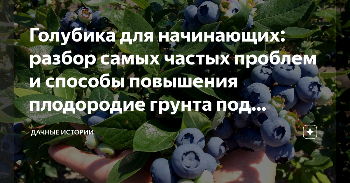 Подкисление голубики уксусом. Подкормка жимолости. Способы размножения жимолости съедобной. Черенки жимолости. Чем подкормить сливу.