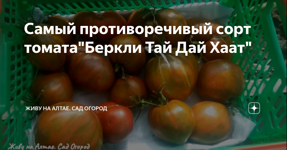 Самый противоречивый сорт томата"Беркли Тай Дай Хаат" | Живу на Алтае ...