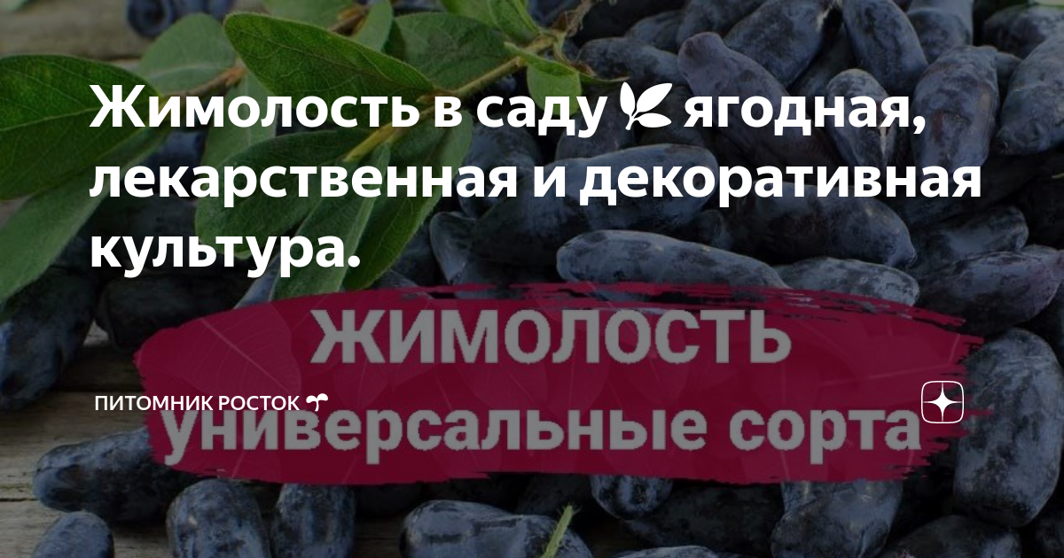 Жимолость в саду🌿ягодная, лекарственная и декоративная культура ...