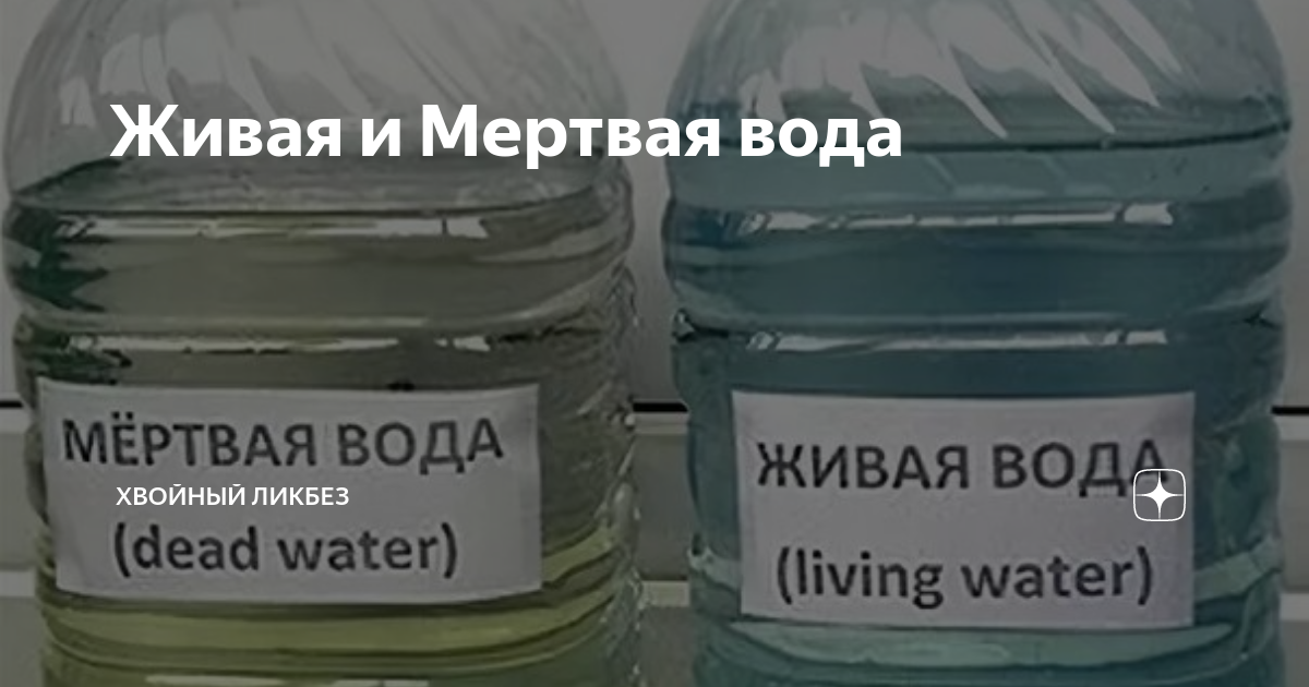 Живая и Мертвая вода | Хвойный ликбез | Дзен