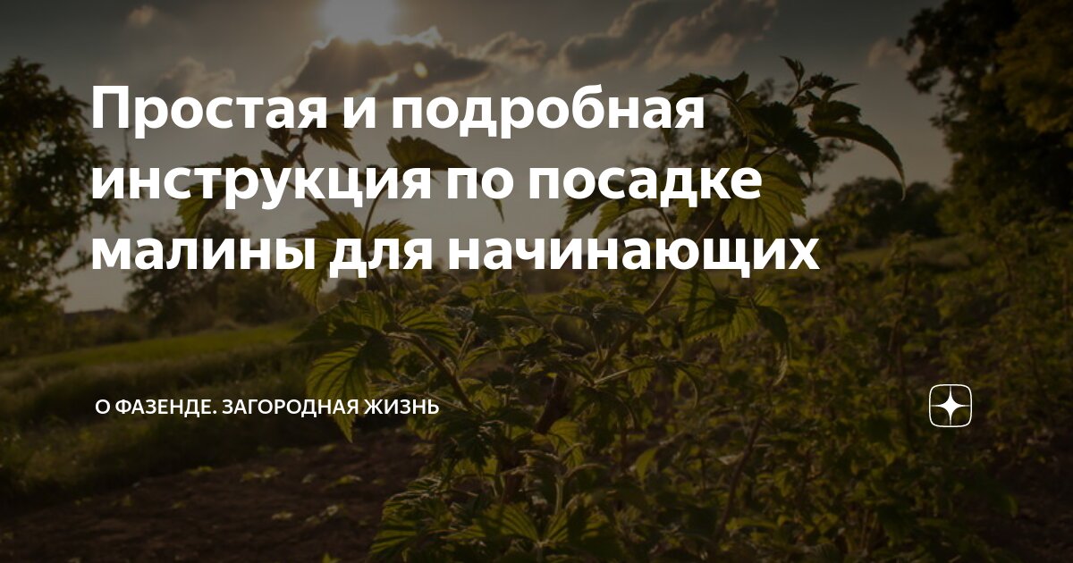 Когда и как сажать малину по лунному календарю: советы дачников