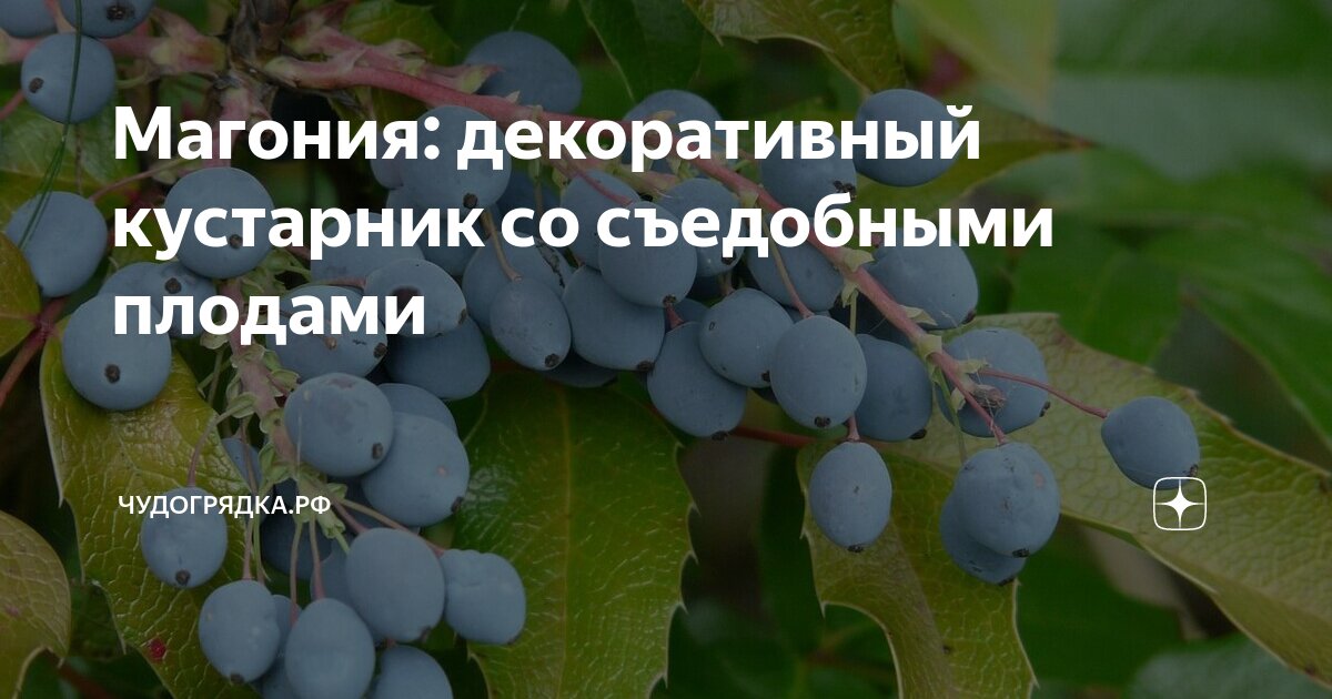 Магония: декоративный кустарник со съедобными плодами | Чудогрядка.рф ...