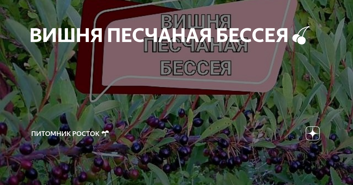 ВИШНЯ ПЕСЧАНАЯ БЕССЕЯ🍒 | Питомник Росток 🌱 | Дзен