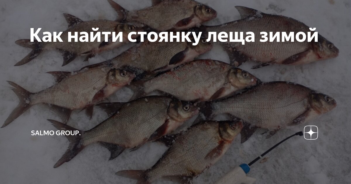 Как найти стоянку леща зимой | Salmo Group. | Дзен