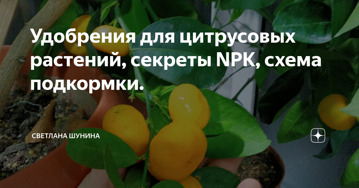 Удобрения для цитрусовых растений, секреты NPK, схема подкормки ...