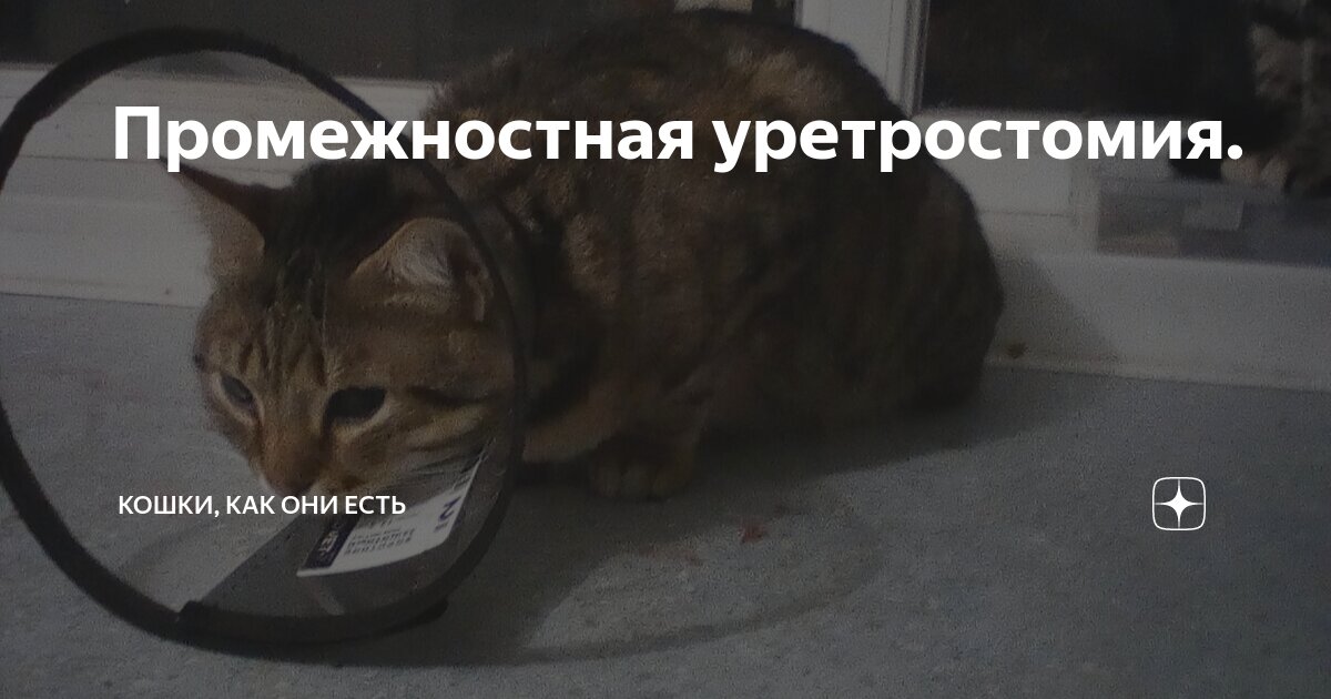 Как выглядит кот после уретростомии The male cat could not pee. He had a urethrostomy surgery 15 days ago YouTube